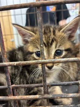 A137081 -  Domestic Short Hair Cat for Adoption in Palmetto, Florida - A137081 | PetCurious