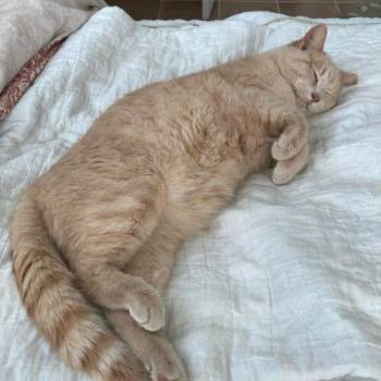 Domestic Short Hair Cats Available for Adoption in Fishers, Indiana - Tommy Tiger | PetCurious