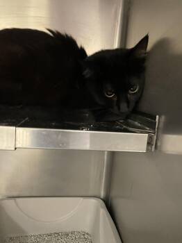 Domestic Medium Hair Cats Available for Adoption - Jasmine15716 | PetCurious