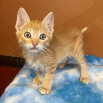 Sven -  Domestic Short Hair Cat for Adoption in Rochester, Minnesota - Sven | PetCurious