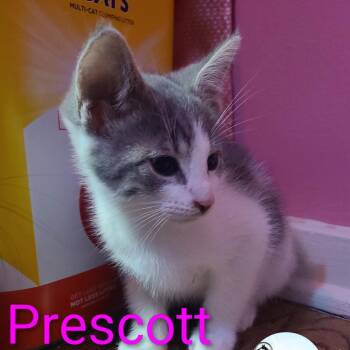 Rescue Domestic Short Hair Cats for Adoption in Washington, Pennsylvania - Prescott | PetCurious