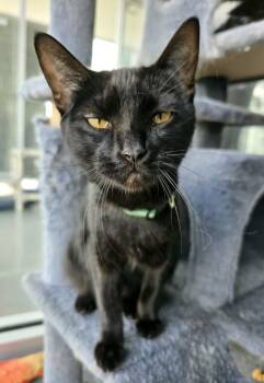 Rescue Domestic Short Hair Cats for Adoption in Wellington, Kansas - Taddy Cat | PetCurious