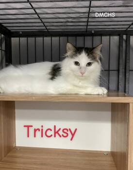 Rescue Domestic Medium Hair Cats for Adoption in Burlington, Iowa - Tricksy | PetCurious