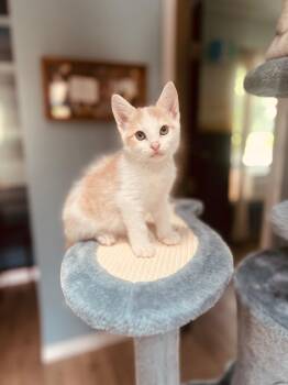 Rescue Domestic Short Hair Cats for Adoption in Edgewood, Florida - Acorn | PetCurious