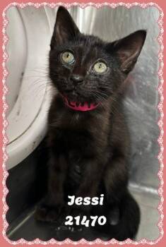 JESSI -  Domestic Short Hair and Bombay Cat for Adoption in Marietta, Georgia - JESSI | PetCurious
