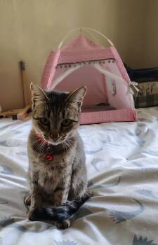 Rescue Tabby Cats for Adoption in Falmouth, Maine - CeCe | PetCurious