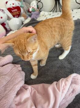 Cheeto -  Domestic Short Hair Cat for Adoption in Trinity, North Carolina - Cheeto | PetCurious