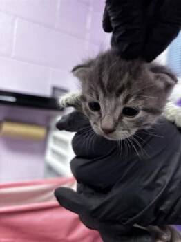 61673323 -  Domestic Short Hair Cat for Adoption in El Paso, Texas - 61673323 | PetCurious