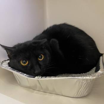 Domestic Short Hair Cats Available for Adoption - Wednesday | PetCurious