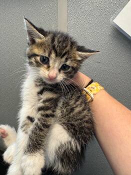 Maple -  Domestic Short Hair Cat for Adoption in Bloomington, Indiana - Maple | PetCurious