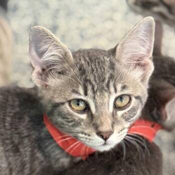 Fleur -  Domestic Short Hair Cat for Adoption in Golden, Colorado - Fleur | PetCurious
