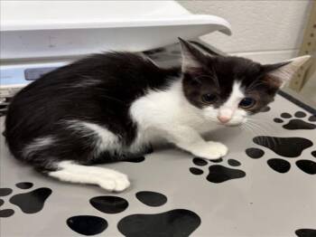 NIKKY -  Domestic Short Hair Cat for Adoption in Derwood, Maryland - NIKKY | PetCurious