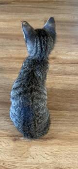 Edwina -  Tabby and Domestic Short Hair Cat for Adoption in Magnolia Springs, Alabama - Edwina | PetCurious