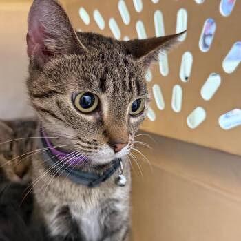 Bebe -  Domestic Short Hair Cat for Adoption in Philadelphia, Pennsylvania - Bebe | PetCurious