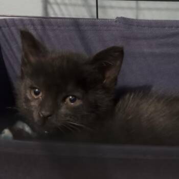 Domestic Short Hair Cats Available for Adoption - Marshmallow | PetCurious