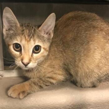 Genesis -  Domestic Short Hair Cat for Adoption in Las Vegas, Nevada - Genesis | PetCurious