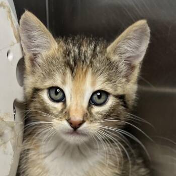 Muffuletta -  Domestic Short Hair Cat Available for Adoption in Palm Springs, California - Muffuletta | PetCurious