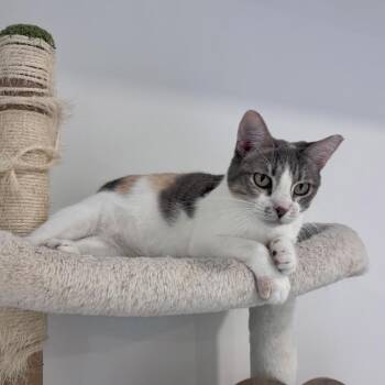 Rescue Dilute Calico Cats for Adoption in Coral Gables, Florida - Dakota | PetCurious