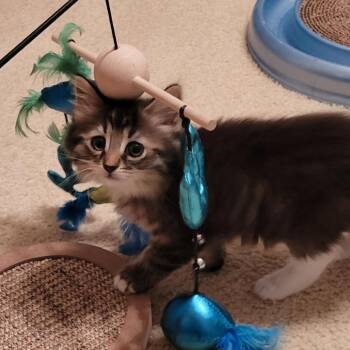 Domestic Long Hair Cats Available for Adoption in Fredericksburg, Virginia - Reaver Of Greyhawk | PetCurious