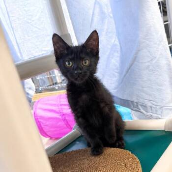 Cyanide -  Domestic Short Hair Cat for Adoption in Wilmington, Delaware - Cyanide | PetCurious