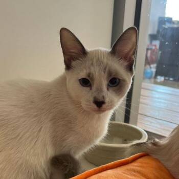 Snow White -  Domestic Medium Hair Cat for Adoption in Kingman, Arizona - Snow White | PetCurious