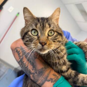 Tippy Toes -  Domestic Short Hair Cat for Adoption in Watertown, New York - Tippy Toes | PetCurious