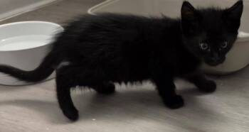 Vega -  Domestic Short Hair Cat Available for Adoption in Town 