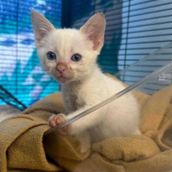 Summer -  Domestic Short Hair Cat for Adoption in Desert Hot Springs, California - Summer | PetCurious