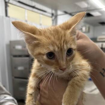 Teddy -  Domestic Short Hair Cat for Adoption in Corbin, Kentucky - Teddy | PetCurious