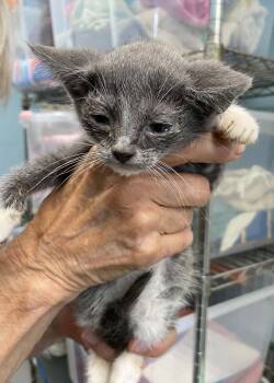 Smokey - At shelter -  Domestic Short Hair Cat for Adoption in Rustburg, Virginia - Smokey - At Shelter | PetCurious