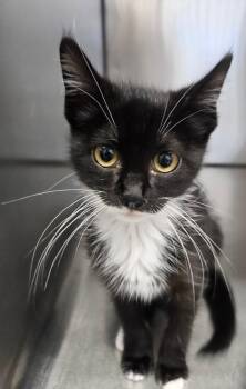 Wren -  Domestic Short Hair Cat for Adoption in Mobile, Alabama - Wren | PetCurious