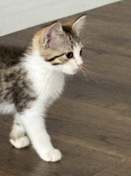 Munroe -  Domestic Short Hair Cat for Adoption in St. Peters, Missouri - Munroe | PetCurious