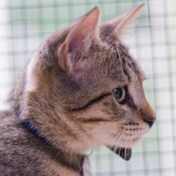 Leviathan -  Domestic Short Hair Cat for Adoption in Zimmerman, Minnesota - Leviathan | PetCurious