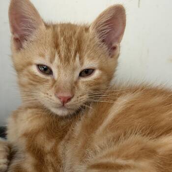 Yukon -  Domestic Short Hair Cat for Adoption in Quakertown, Pennsylvania - Yukon | PetCurious