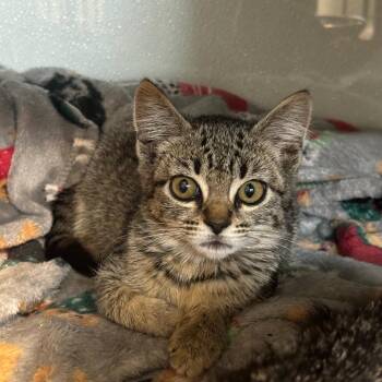 QUINN -  Domestic Short Hair Cat for Adoption in Richmond, California - QUINN | PetCurious