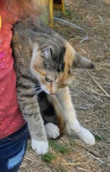 momma cat -  Domestic Short Hair Cat for Adoption in Burgaw, North Carolina - Momma Cat | PetCurious