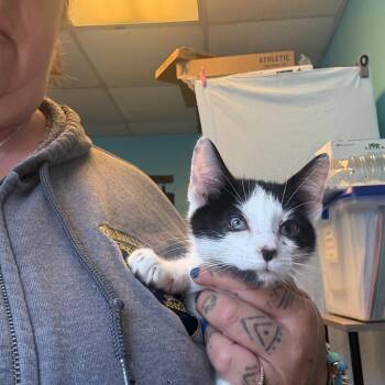 Thorn -  Domestic Short Hair Cat Available for Adoption in Pennsville Township, New Jersey - Thorn | PetCurious