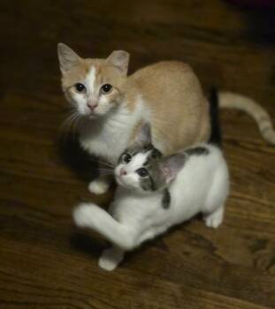 Flamme -  Domestic Short Hair Cat for Adoption in Lincoln, Nebraska - Flamme | PetCurious