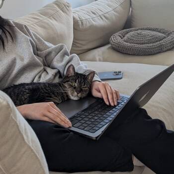 Rescue Domestic Short Hair Cats for Adoption - Rosie 3 | PetCurious