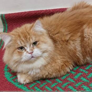 Casper - Big Bear -  Siberian Cat for Adoption in Brampton, Ontario - Casper - Big Bear | PetCurious