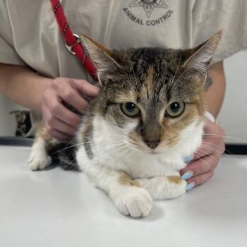 Domestic Short Hair Cats Available for Adoption in Canton, Illinois - Martini | PetCurious