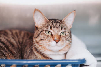 Rescue Domestic Short Hair Cats for Adoption in North Charleston, South Carolina - 89057a Landry- PetSmart North Charleston | PetCurious