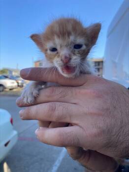 CITRUS -  Domestic Short Hair Cat for Adoption in Dallas, Texas - CITRUS | PetCurious