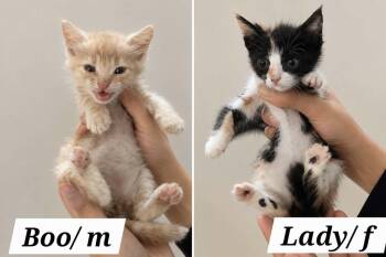 Bonded pair -  Maine Coon and Tabby Cat for Adoption in Brampton, Ontario - Bonded Pair | PetCurious