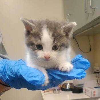 Tawny -  Domestic Short Hair Cat for Adoption - Tawny | PetCurious