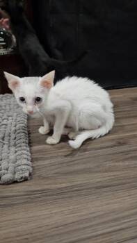 Yuki -  Siamese Cat for Adoption in Pottsboro, Texas - Yuki | PetCurious