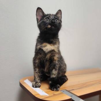 Faith -  Domestic Short Hair Cat for Adoption in Davenport, Iowa - Faith | PetCurious