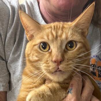 Cheeto -  American Shorthair Cat for Adoption in Carlin, Nevada - Cheeto | PetCurious