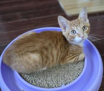 Rescue Domestic Short Hair Cats for Adoption in Terrebonne, Quebec - Ron | PetCurious