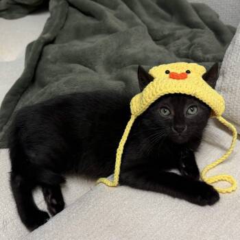 Midnight -  Domestic Short Hair Cat for Adoption in Weehawken Township, New Jersey - Midnight | PetCurious